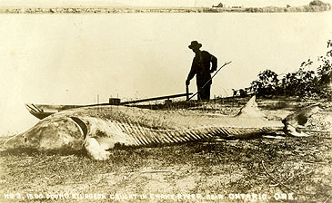 Record photograph for Acipenser transmontanus